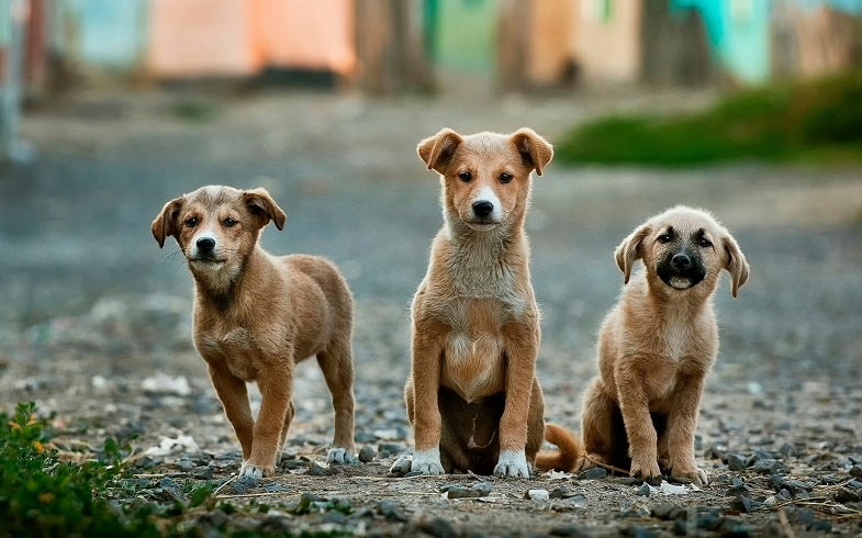 La nicotina: un peligro para los animales domésticos